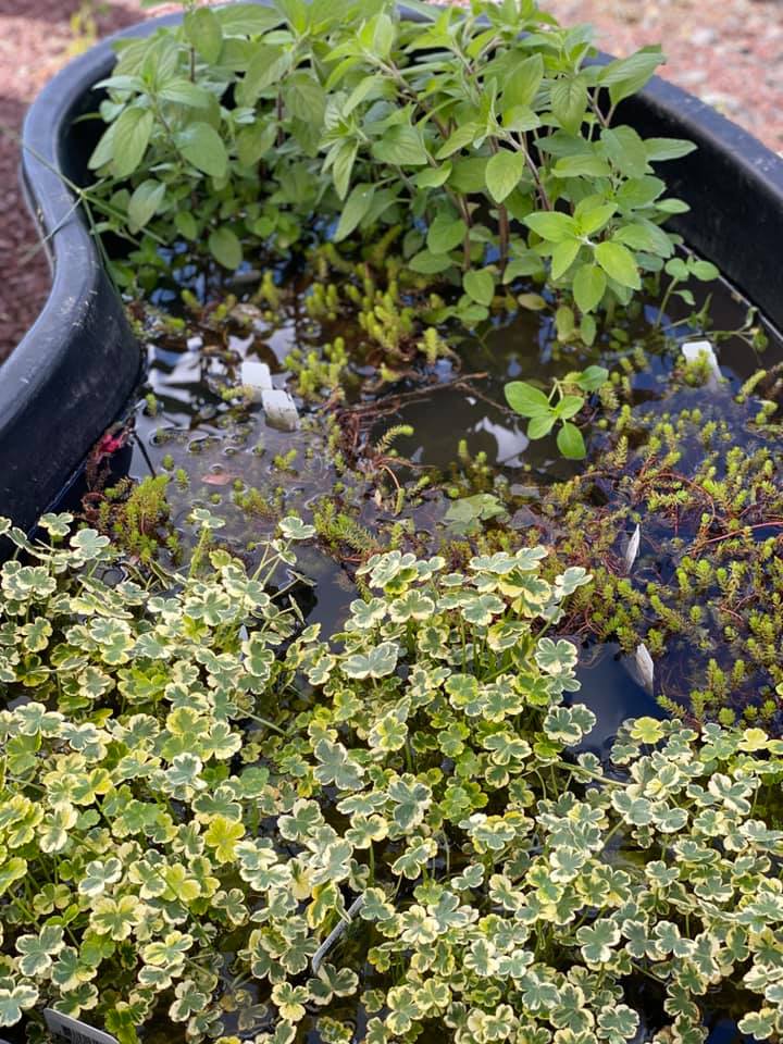 Palmer Nursery Pond Water Plants 5