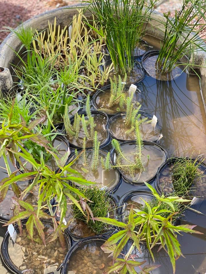 Palmer Nursery Pond Water Plants 6